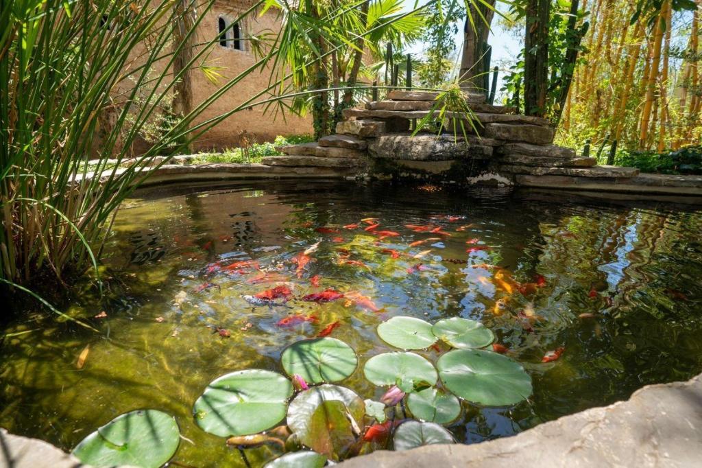 uno stagno con un mucchio di aquiloni dentro di Hotel Molino Garden a Chefchaouen