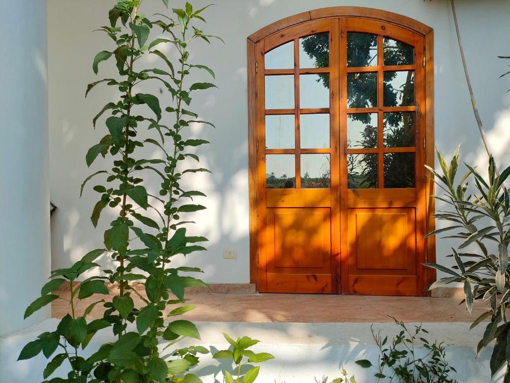une porte en bois avec une plante devant elle dans l'établissement Cleopatra House, à Louxor
