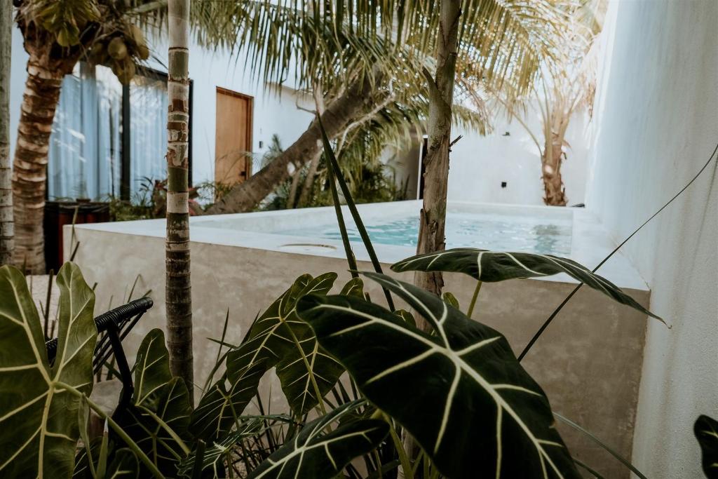 una planta frente a una piscina con palmeras en Apartments & Suites MADRE Holbox Self-Check IN, en Isla Holbox
