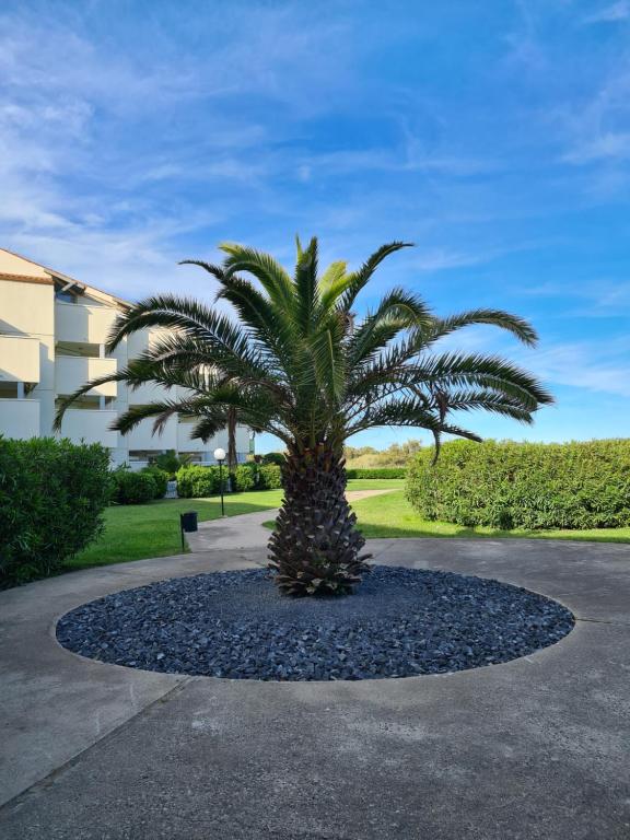 un palmier au milieu d'une allée dans l'établissement les goelettes, à Saint-Cyprien