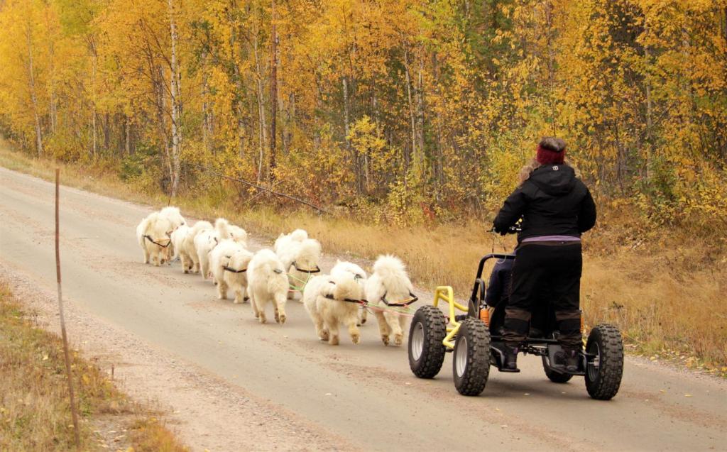 Hosté ubytování Sam Arctic