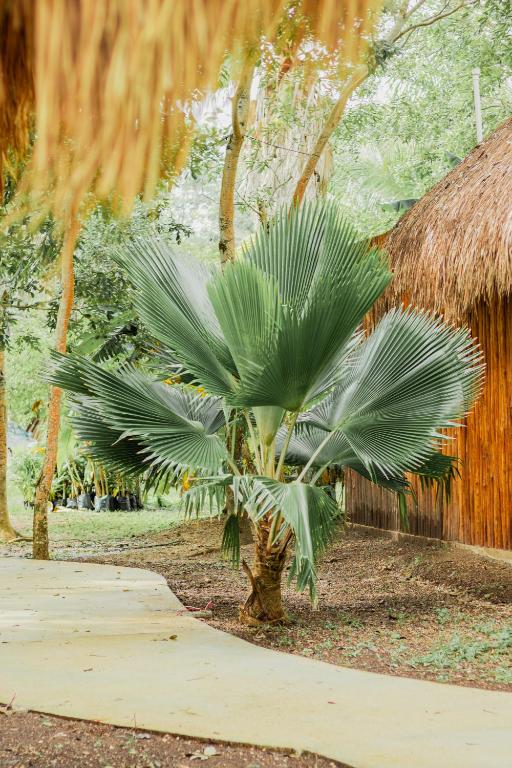 Zahrada ubytování Mayan Playa Bacalar