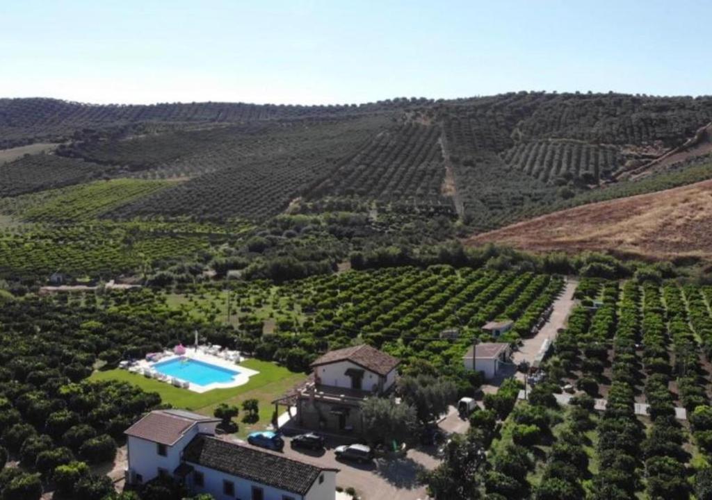 an aerial view of a estate with a pool in a vineyard at Agriturismo Trappeto Vecchio in San Demetrio Corone