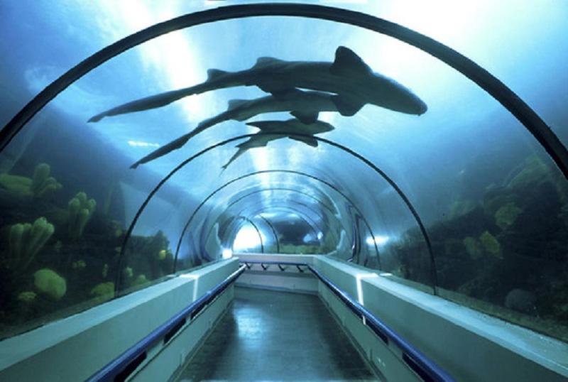 a shark in an aquarium in a tunnel at Condominio Paseo del Mar in La Francia