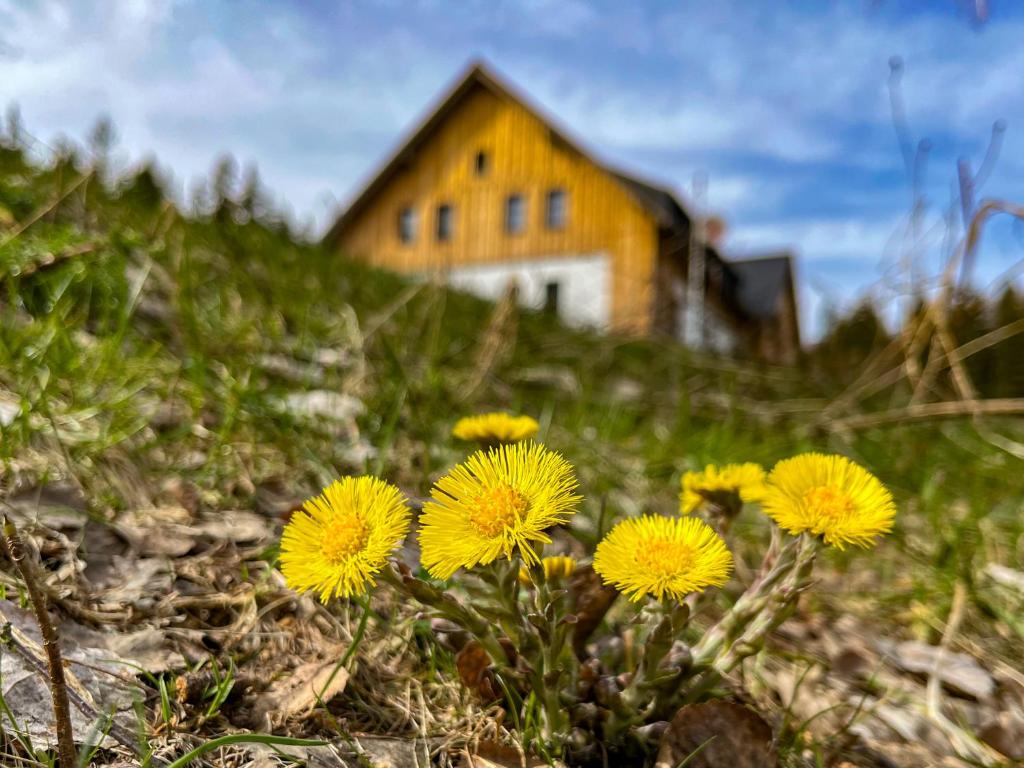 Smržovka的住宿－Pod Špičákem，一座花朵黄色的小山顶上的房子
