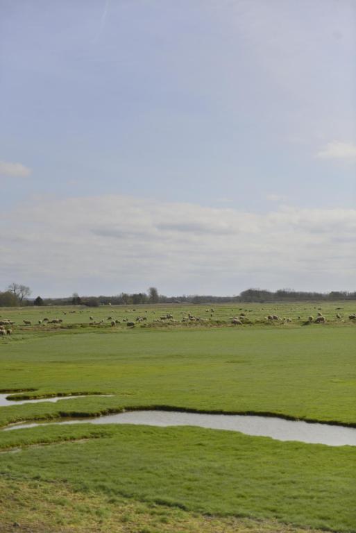 a herd of animals grazing in a grassy field at Le Cottage de la Baie - vue mer en Baie de Somme in Woignarue