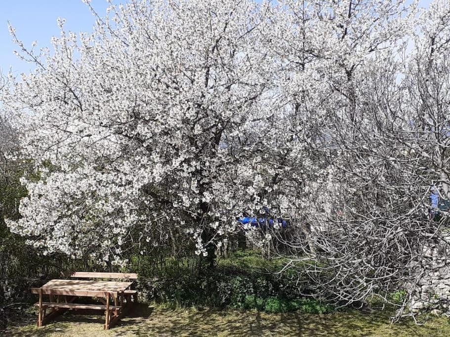 - une table de pique-nique devant un arbre avec des fleurs blanches dans l'établissement L'Amelié, maison avec jardin en Provence, à Saint-Trinit