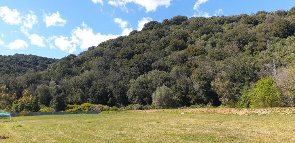 een grasveld met een berg op de achtergrond bij Auberge de Cannedda in Sari Solenzara