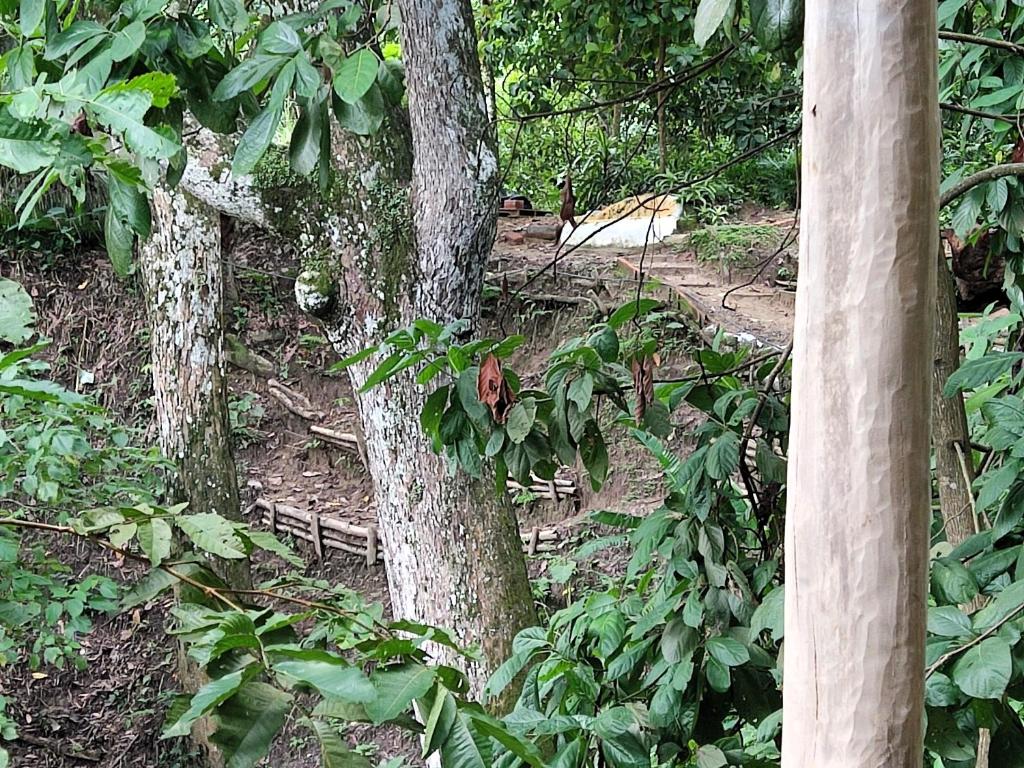 Zahrada ubytování Edén Los Abuelos 2 - Casa Privada en Minca Nature
