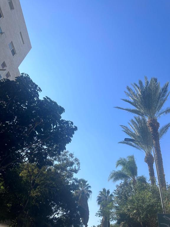 Hotel del europe في تل أبيب: مجموعة من أشجار النخيل مقابل السماء الزرقاء