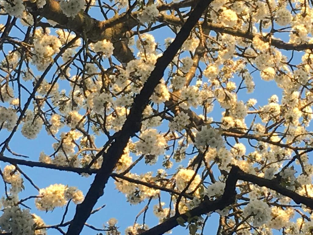 una rama de un árbol con flores blancas. en Cherrytree Cottage 1840, en Heimbach