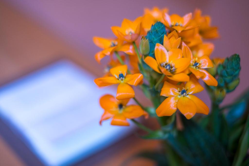 Belmonte LR Collection - Resim 36