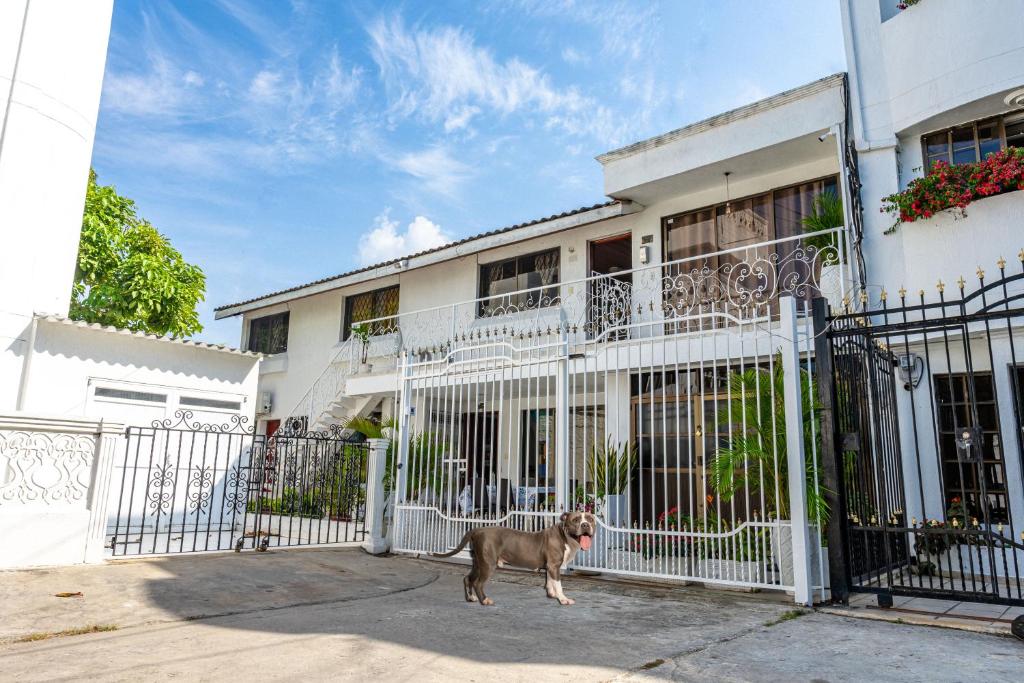 um cão parado em frente a uma cerca branca em ORESCA Hostel em Cartagena das Índias