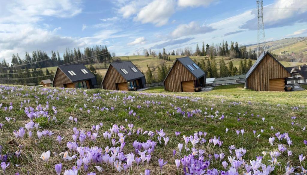 un campo de flores púrpuras frente a edificios de madera en Bystre DOMKI 2, en Nowe Bystre
