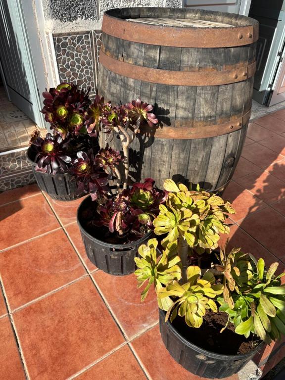 three potted plants in pots next to a barrel at Apartamento Fortaleza in Vallehermoso