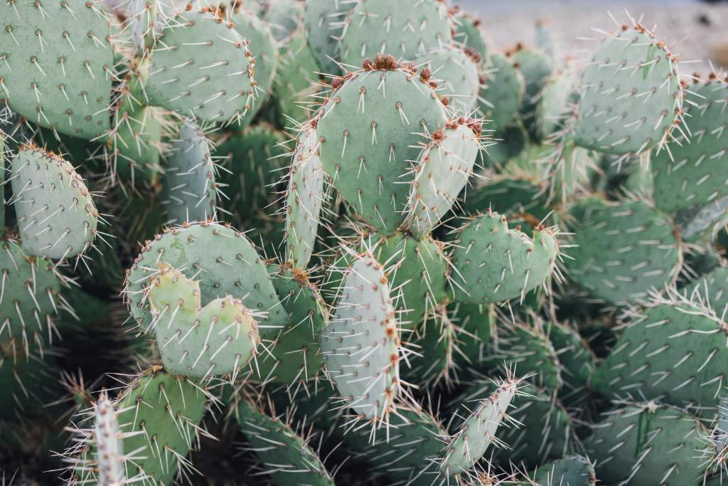 Foto de la galería de Heated Pool, Hot Tub, Plunge, Game Room, and Kid's Toys! en Joshua Tree