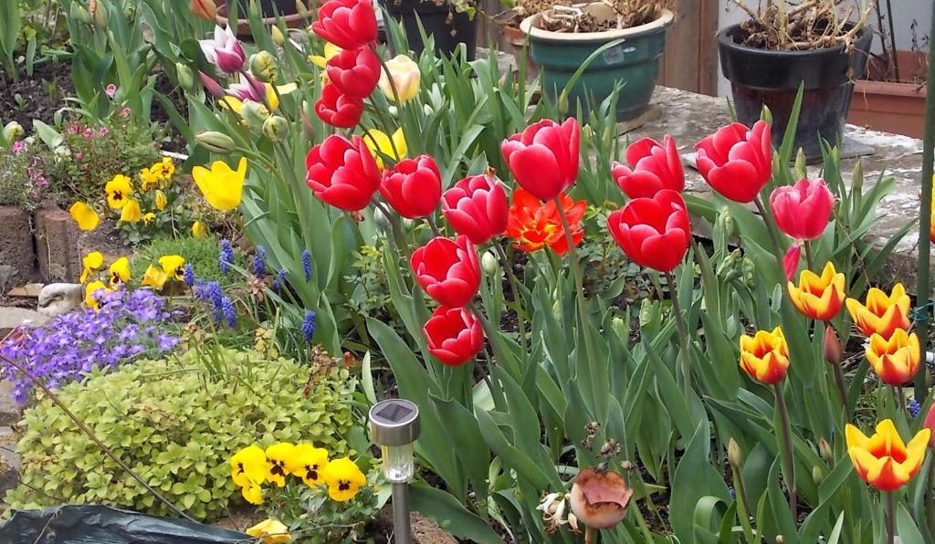un jardín de flores con tulipanes rojos y amarillos en Stadtmitte-Iserlohn en Iserlohn