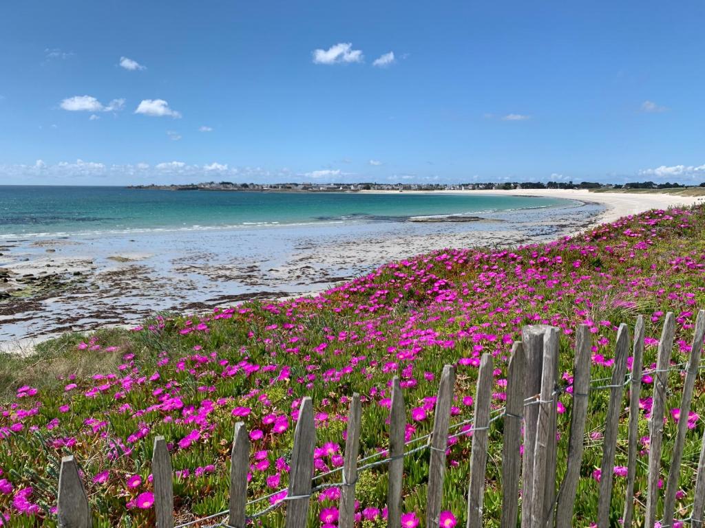 ein Feld rosa Blumen neben einem Strand in der Unterkunft La Maison Des Sables Blancs in Loctudy