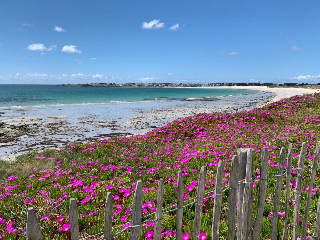 - un champ de fleurs roses à côté d'une plage dans l'établissement La Maison Des Sables Blancs, à Loctudy