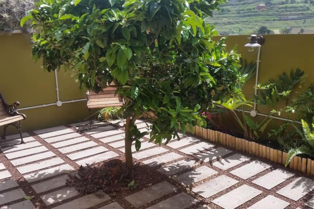 a small tree sitting on a patio next to a bench at Villa La Flor de Anaga in Las Lagunas
