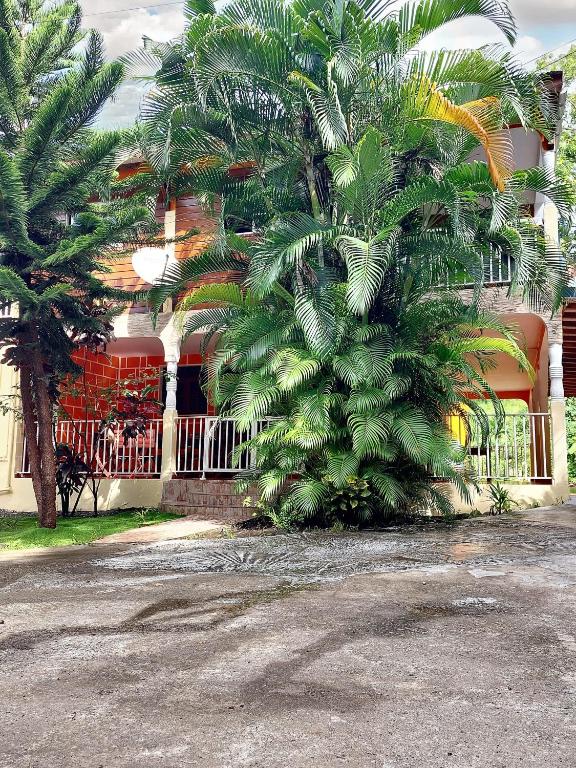 una palmera frente a un edificio en Maison de 3 chambres avec jardin amenage et wifi a Pointe Noire a 1 km de la plage, en Pointe-Noire