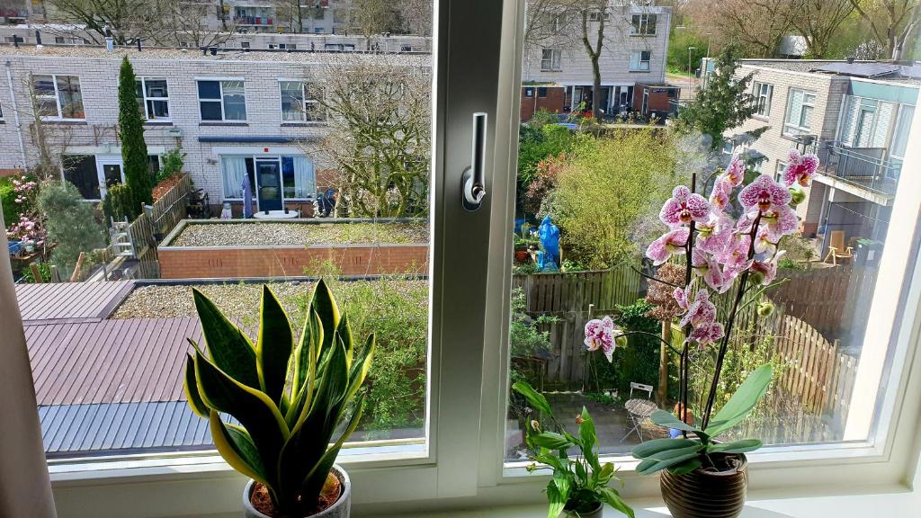 Zahrada ubytování Amor Guesthouse