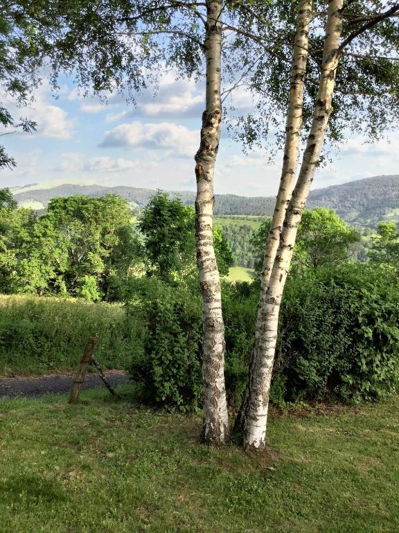 two trees standing next to each other in a field at Maison de 2 chambres avec jardin clos a Le Fau 