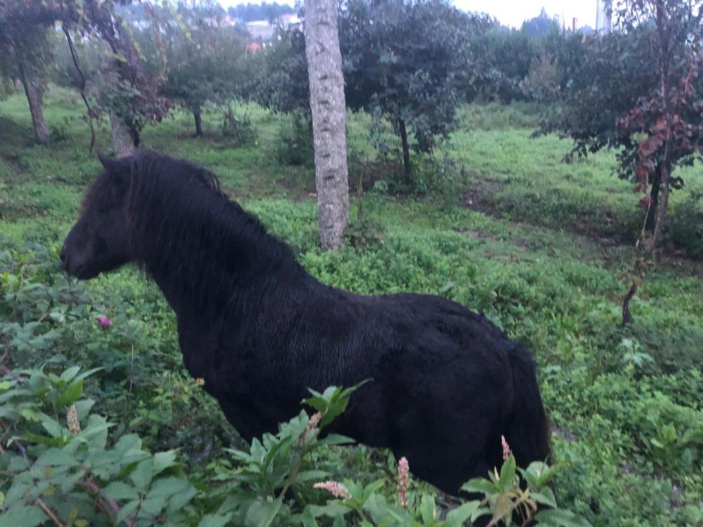 Hotel Quinta da Tulha By VimaHotels - Resim 45