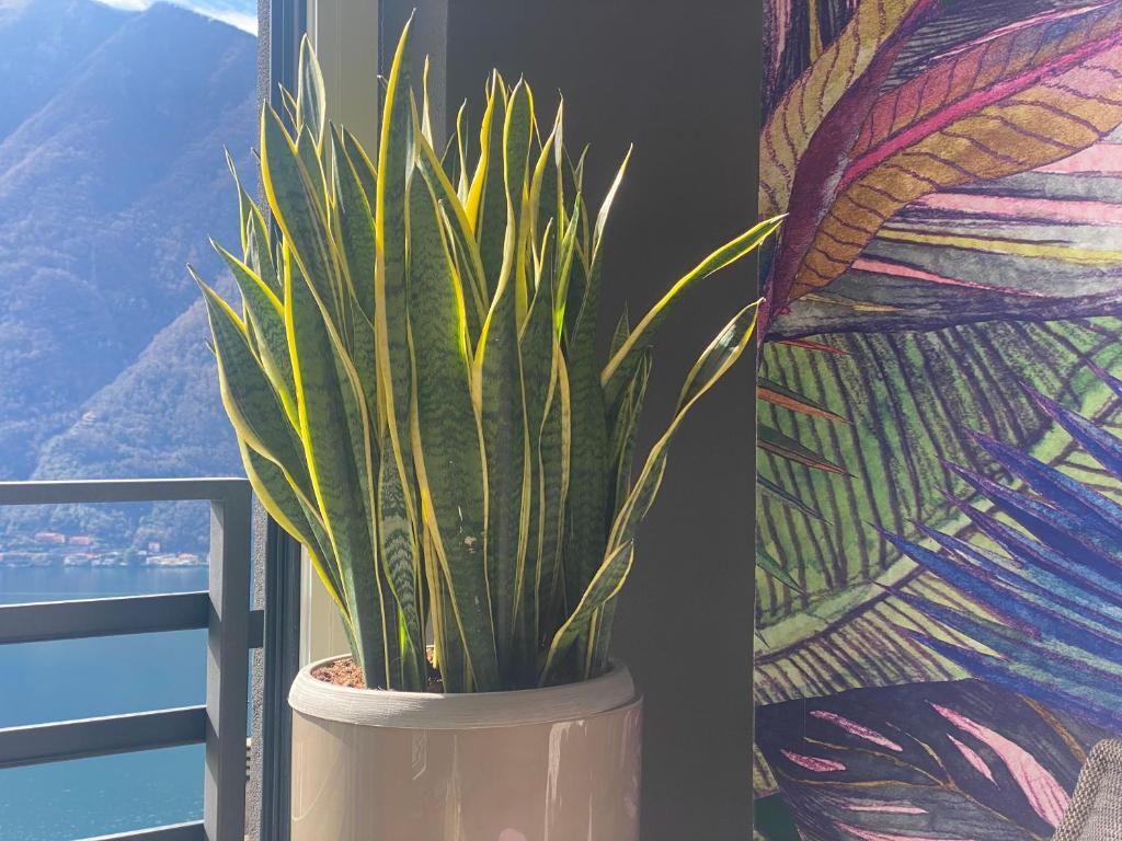 uma planta num vaso em frente a uma janela em Lake Como Ti Amo near Bellagio em Nesso