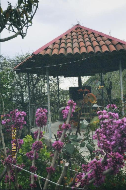 Zahrada ubytování Guesthouse _ DAVITI