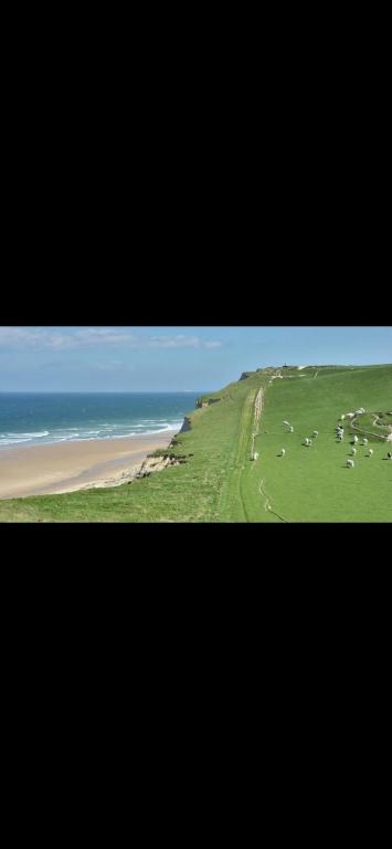 a group of animals grazing on a field next to the ocean at La Tiny house in Ardres