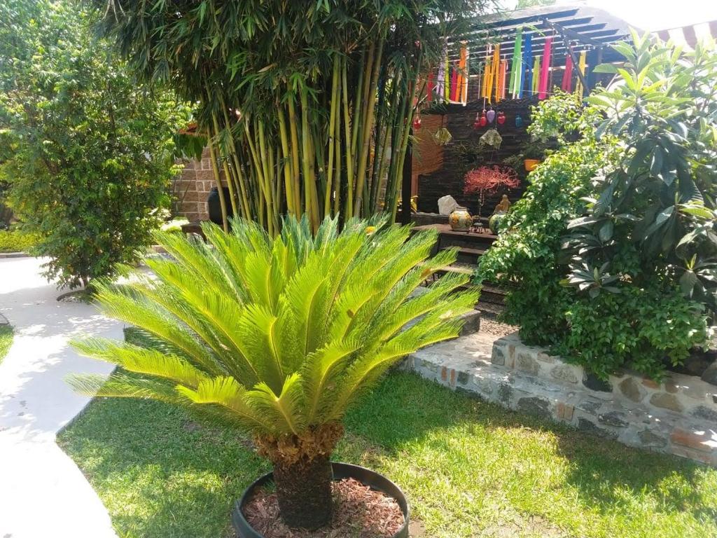 un palmier dans un jardin avec d'autres plantes dans l'établissement Casa orquídea, à Oacalco