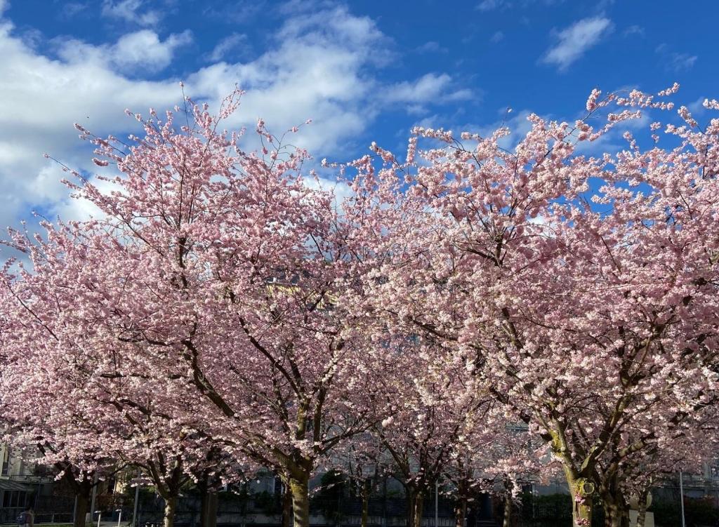 a group of trees with pink flowers on them at Neues Haus - Berggasthof und Hotel in Kurort Oberwiesenthal