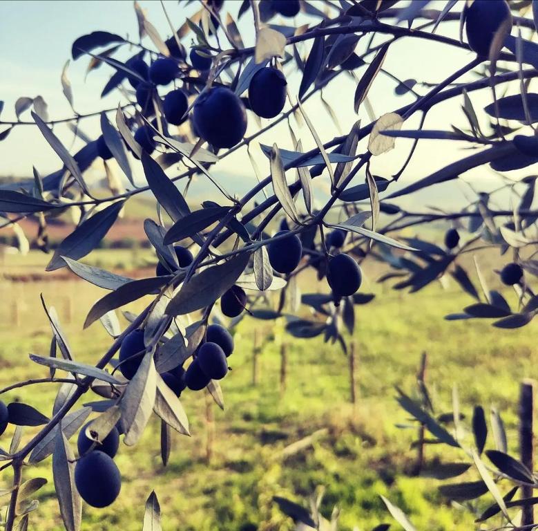 Fotografie z fotogalerie ubytování Monfrà - Ospitalità Rurale, Vigneti e Cantina v destinaci Vignale