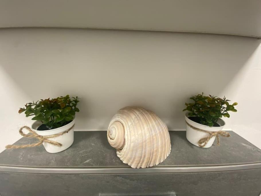 two potted plants and a shell on a shelf at Gästehaus Brunswiek Studio in Vordorf