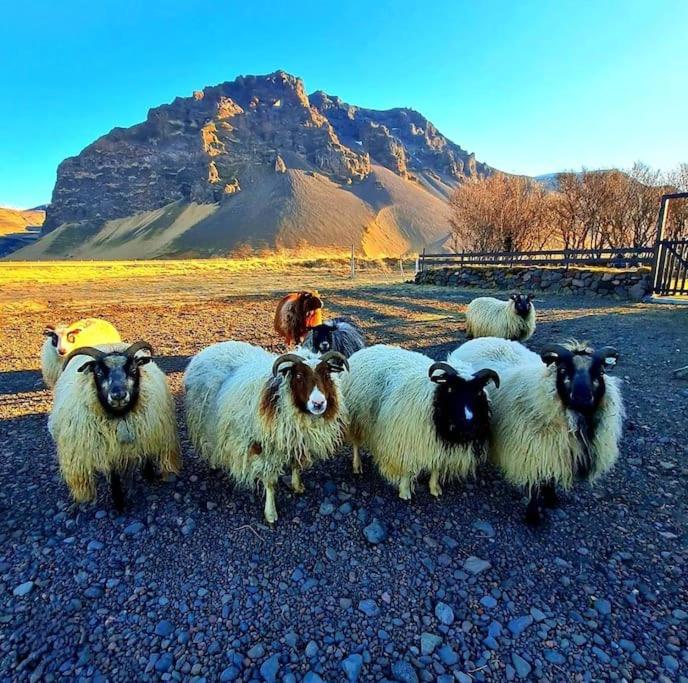 a group of sheep standing in a field with a dog at Green Farm Stay with private hot tub in Hvolsvöllur