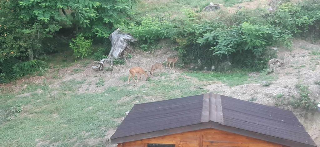 tres ciervos parados a un lado de una colina en Les cimes - Le gîte en Saint-Pierre-de-Rivière