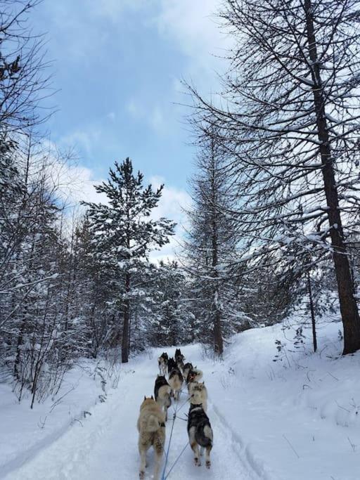 a group of dogs walking in the snow at studio tout équipé in Jausiers