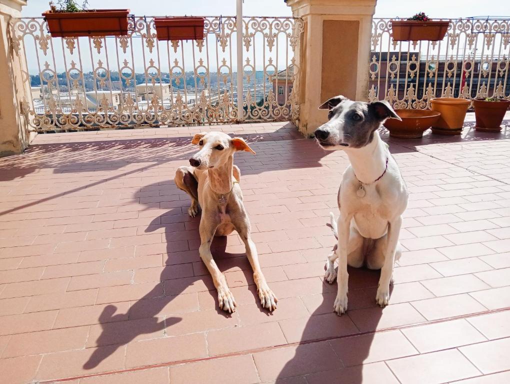 zwei Hunde sitzen nebeneinander auf einer Terrasse in der Unterkunft I MUSETTI in Genua