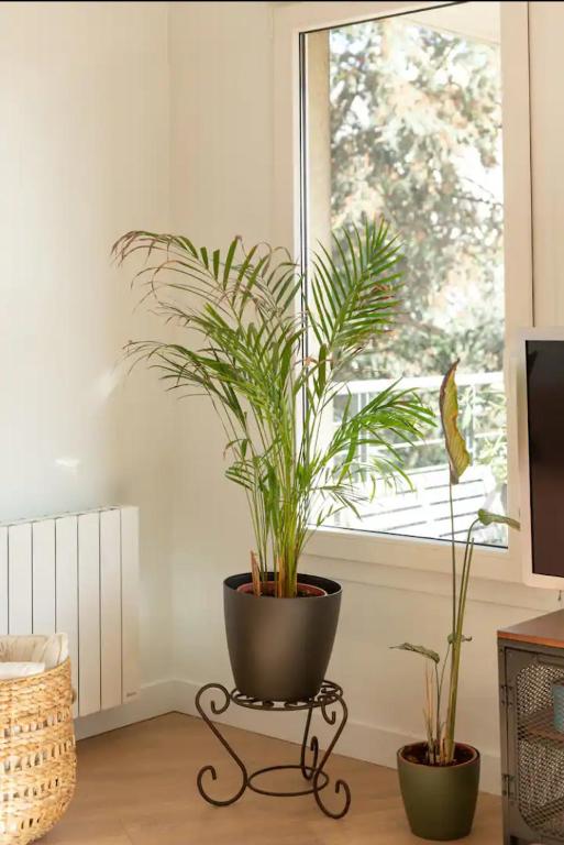 deux plantes en pot assises sur une table devant une fenêtre dans l'établissement APPARTEMENT T2 Place Carnot, à Romainville