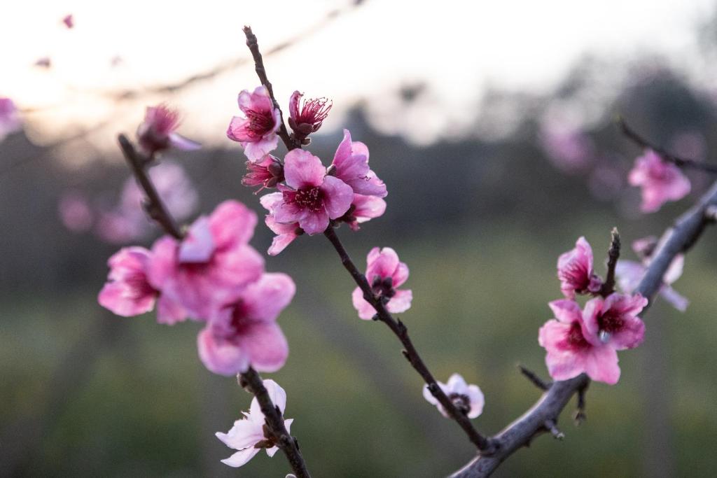 a bunch of pink flowers on a branch at Filuvespri in Comiso