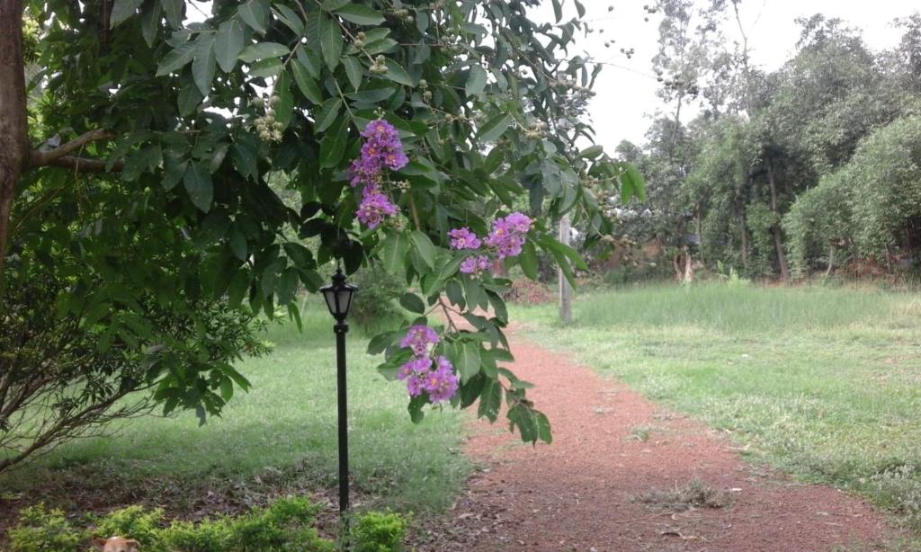 Zahrada ubytování ARANYAK homestay