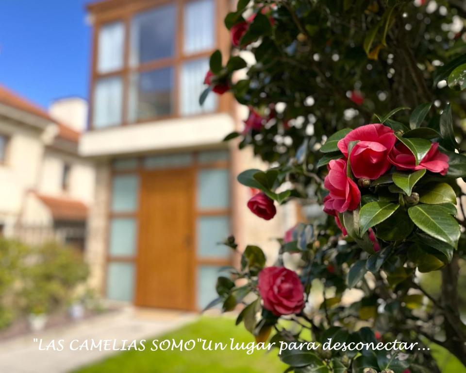 un rosal rojo frente a una casa en "LAS CAMELIAS SOMO" un lugar para desconectar!! Vistas al MAR!!, en Somo