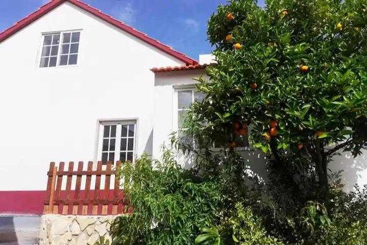 una casa blanca con un naranjo delante de ella en Caso do Canto - Terra, en Ferreira do Zêzere