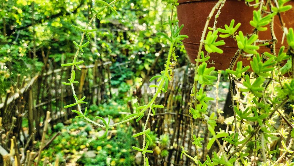 Zahrada ubytování El Jardin, Eco Cabañas Boutique