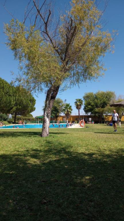 a tree in a park with a person standing next to it at El laurel y el limonero. in Las Pajanosas
