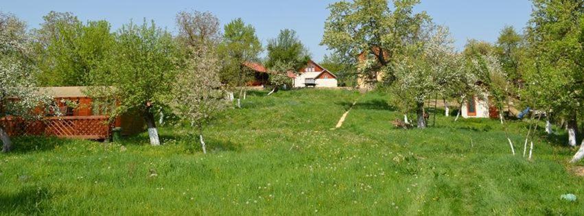 Zahrada ubytování Pension Zamolxe