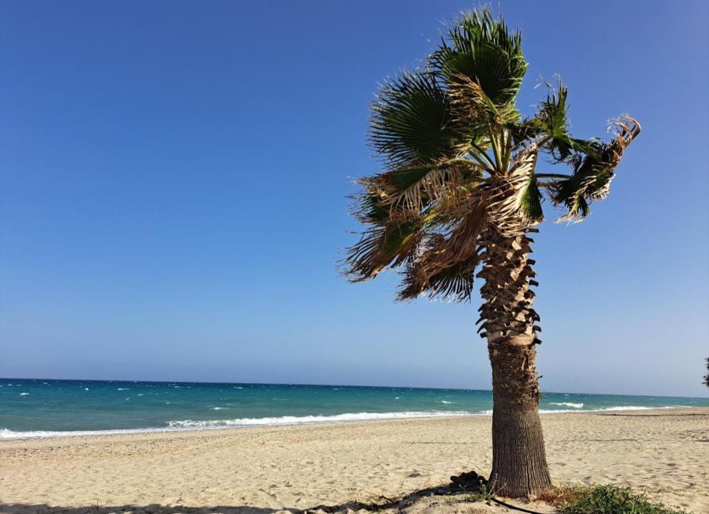 una palma su una spiaggia sabbiosa vicino all'oceano di Casa Solaris a SantʼAndrea Apostolo dello Ionio