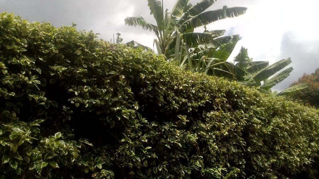 a hedge with a tree in the background at JA STEP in Nairobi