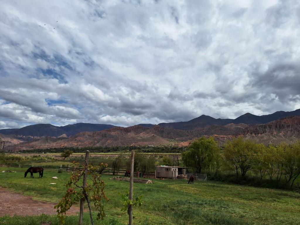 un cavallo che pascola in un prato con montagne sullo sfondo di El Sueñerito a Tilcara